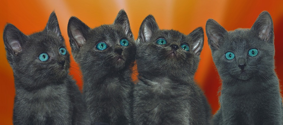 cute cat