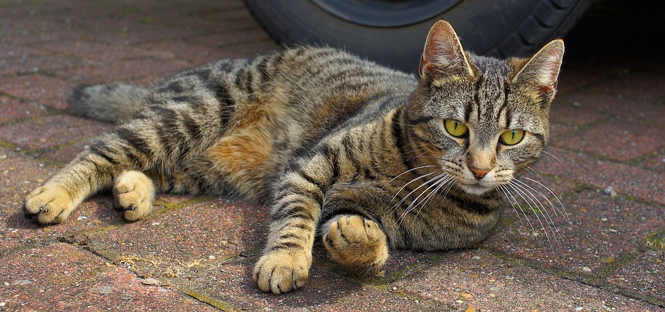 cute cat