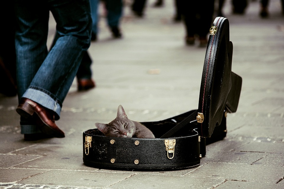 cute cat