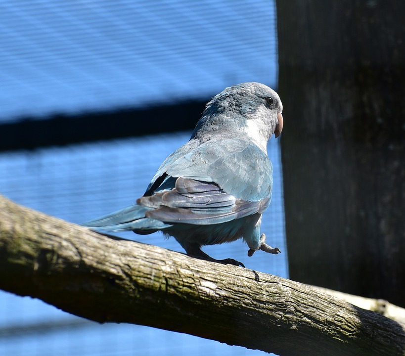 cute parrot