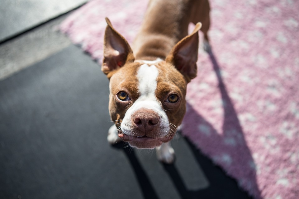 cute dog