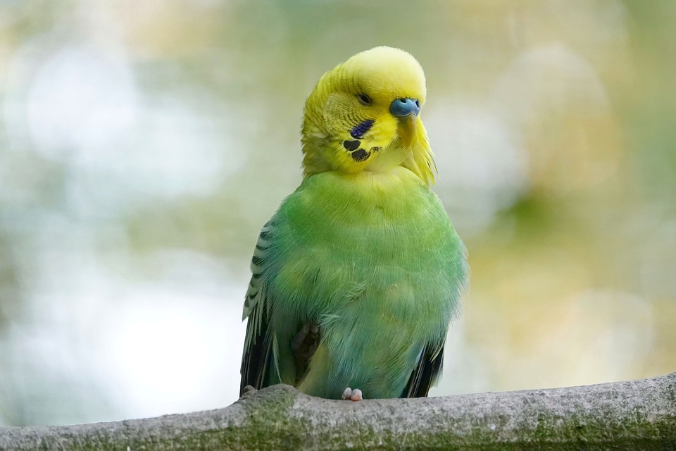 cute parrot