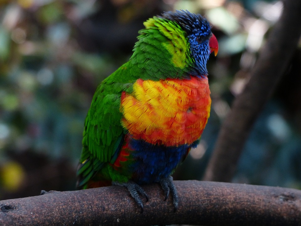 Understanding Parrot Behavior: How Different Climbing Structures Impact ...