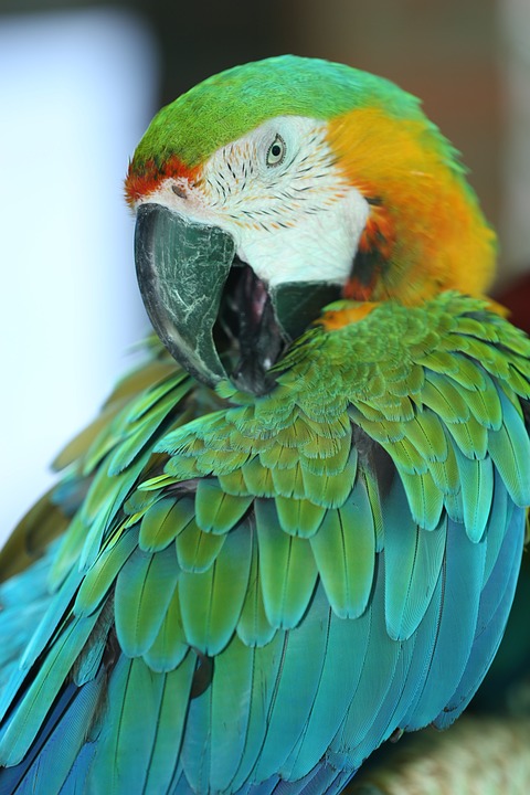 cute parrot