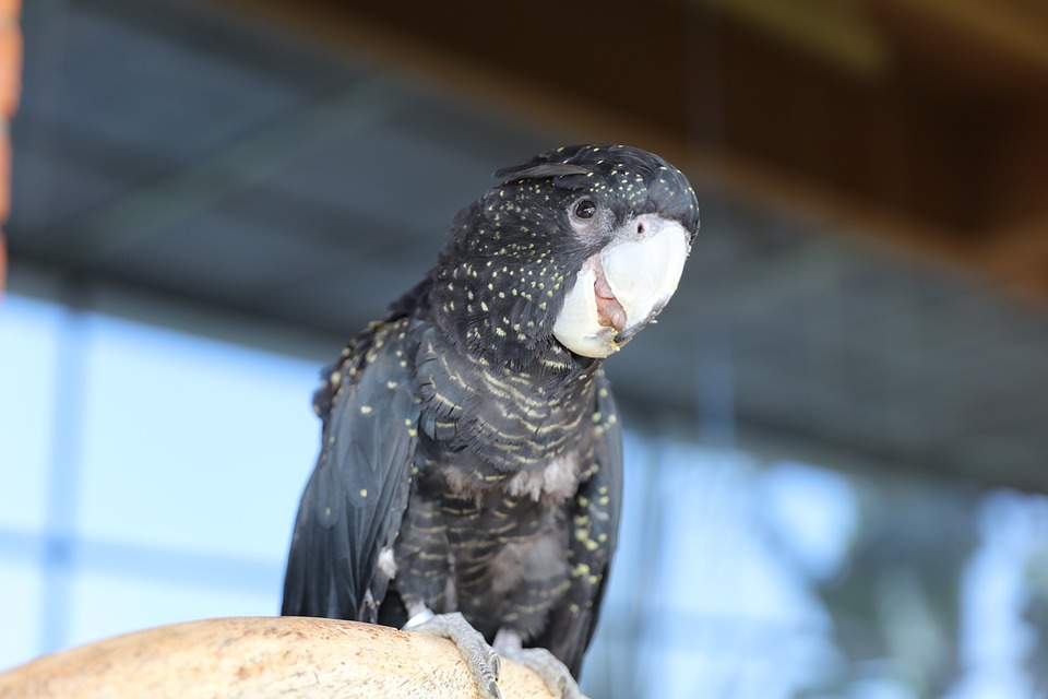 cute parrot