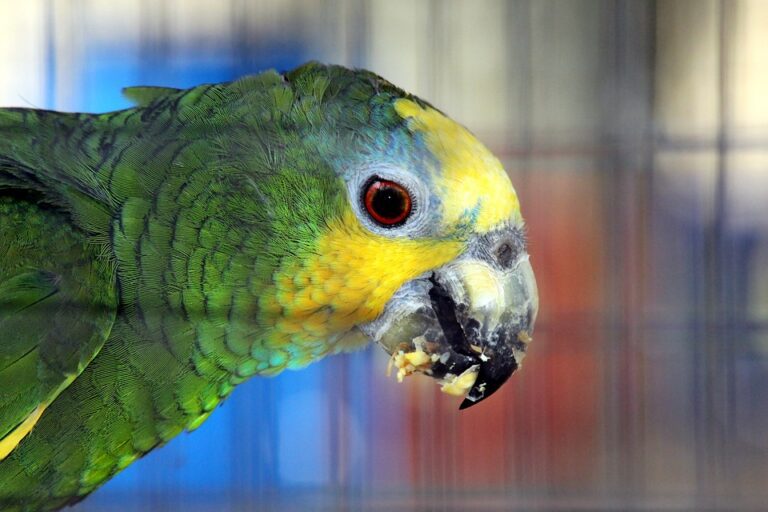 Understanding Parrot Behavior: How Mates Influence Grooming Patterns ...