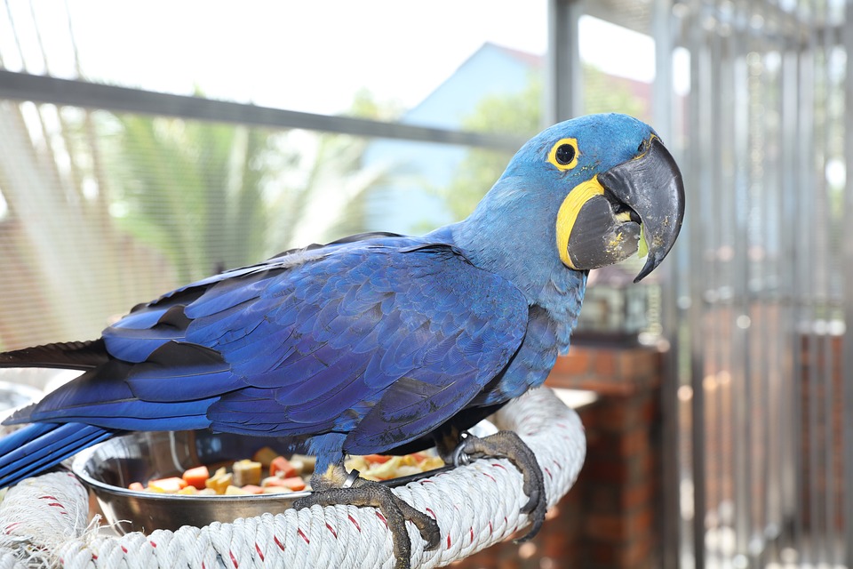cute parrot