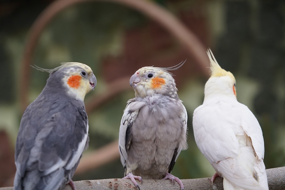 cute parrot