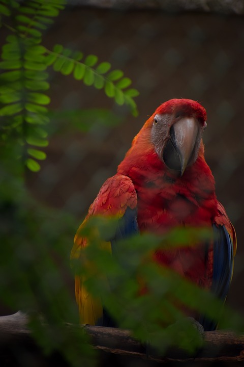 cute parrot