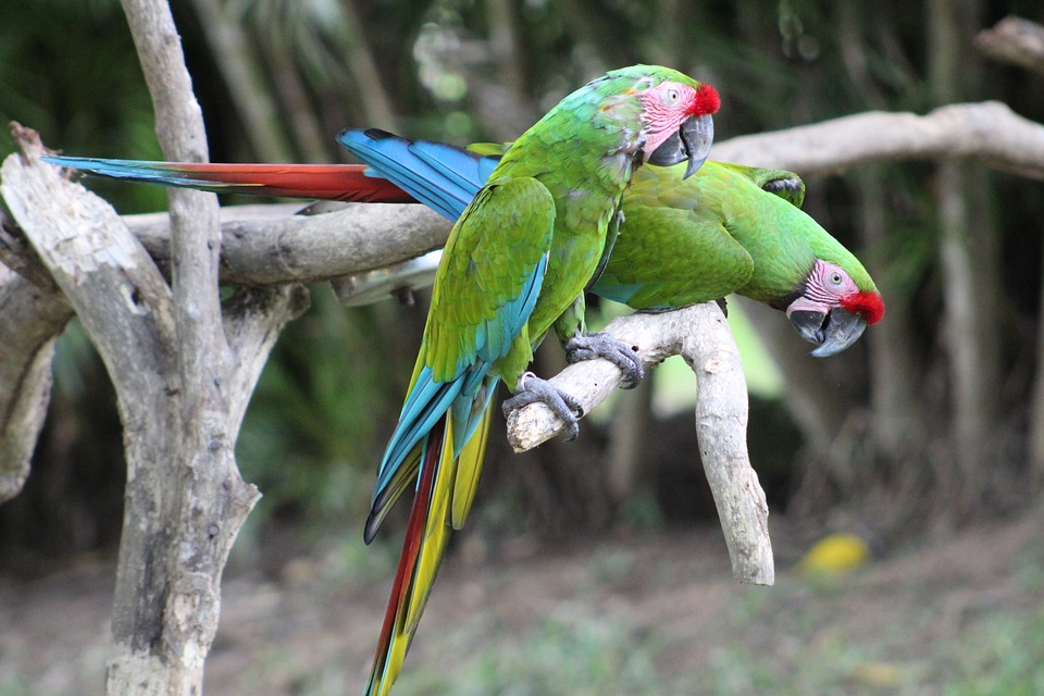 cute parrot