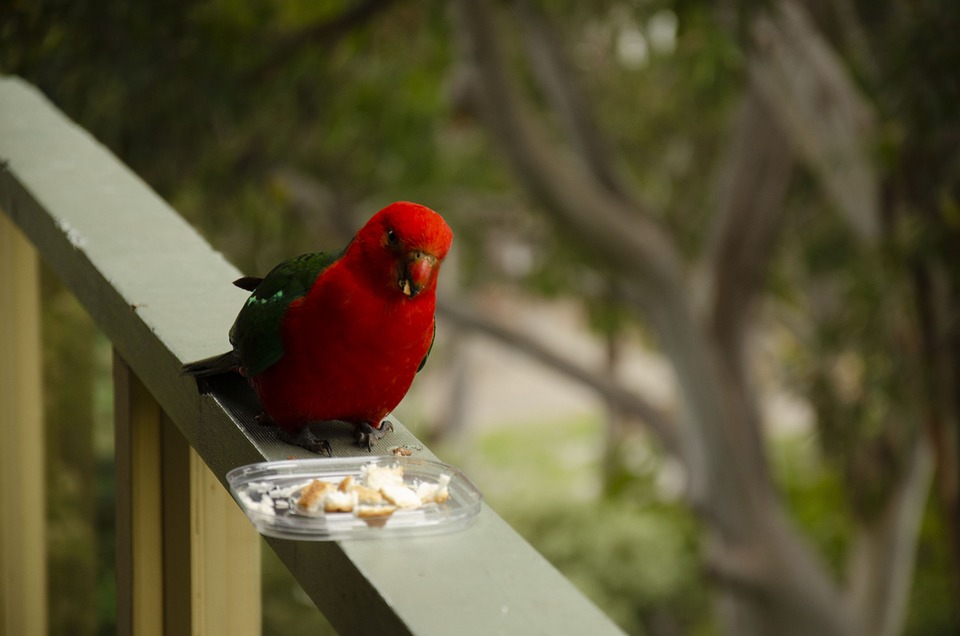 cute parrot