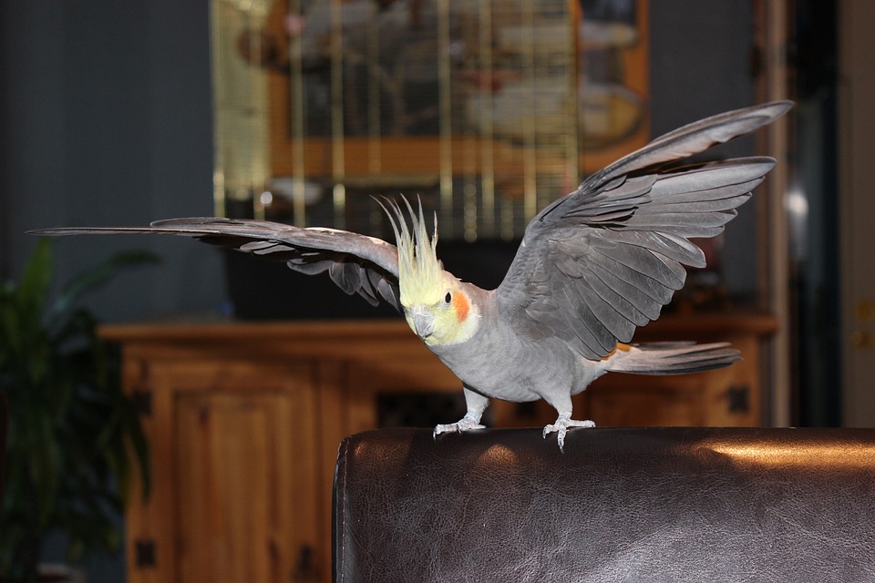 cute parrot