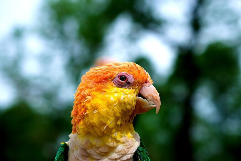 Understanding Parrot Behavior During Grooming: A Comprehensive Guide ...