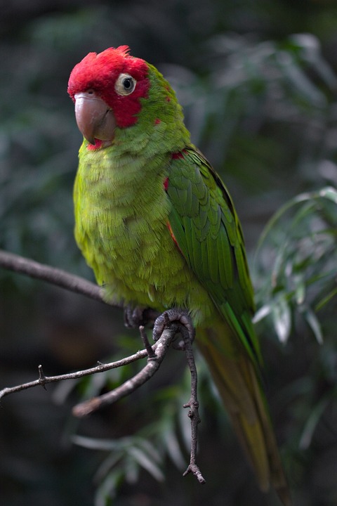 cute parrot