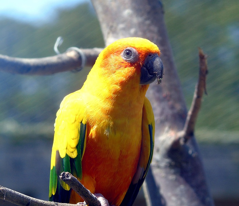 cute parrot