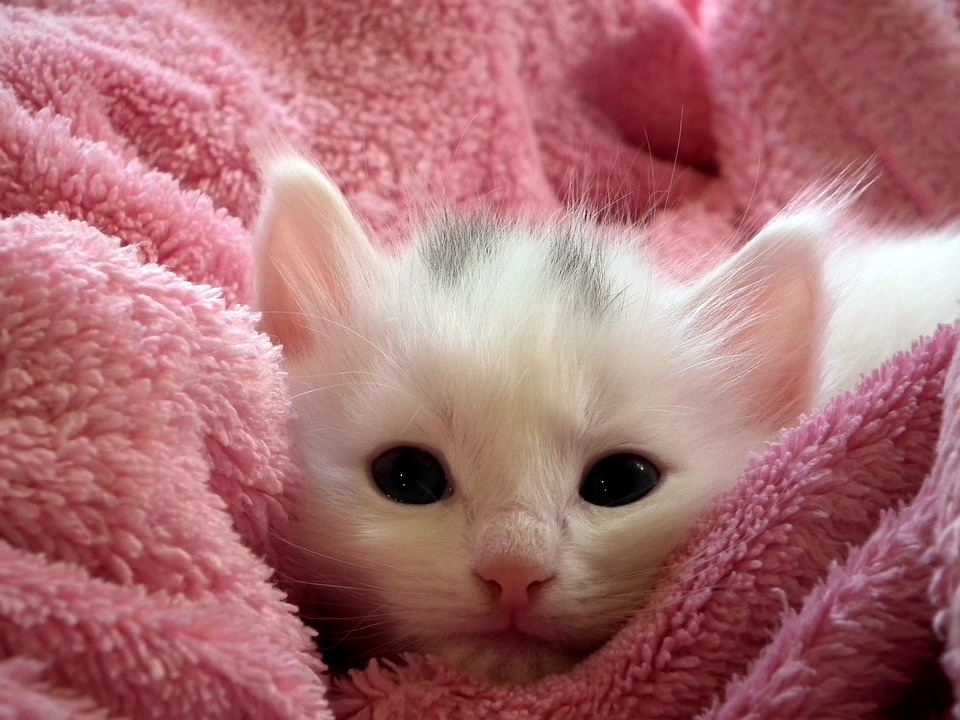 cute cat