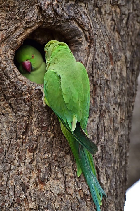 cute parrot