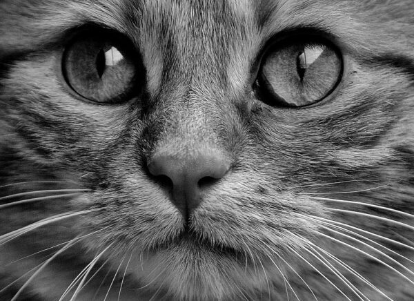 Cat Acne: Causes, Prevention, And Treatment Methods - Pet Syllabus