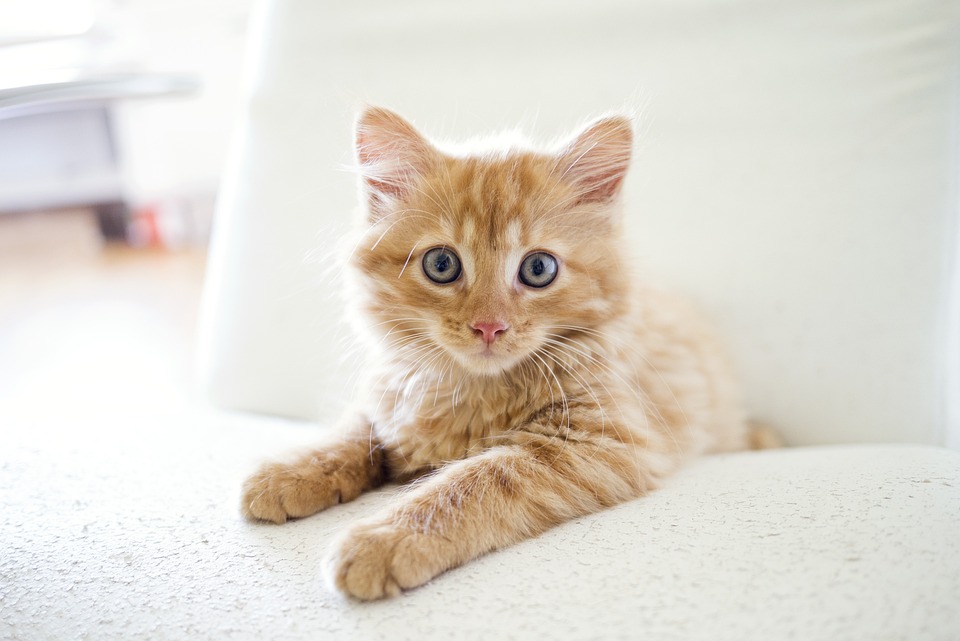 cute cat